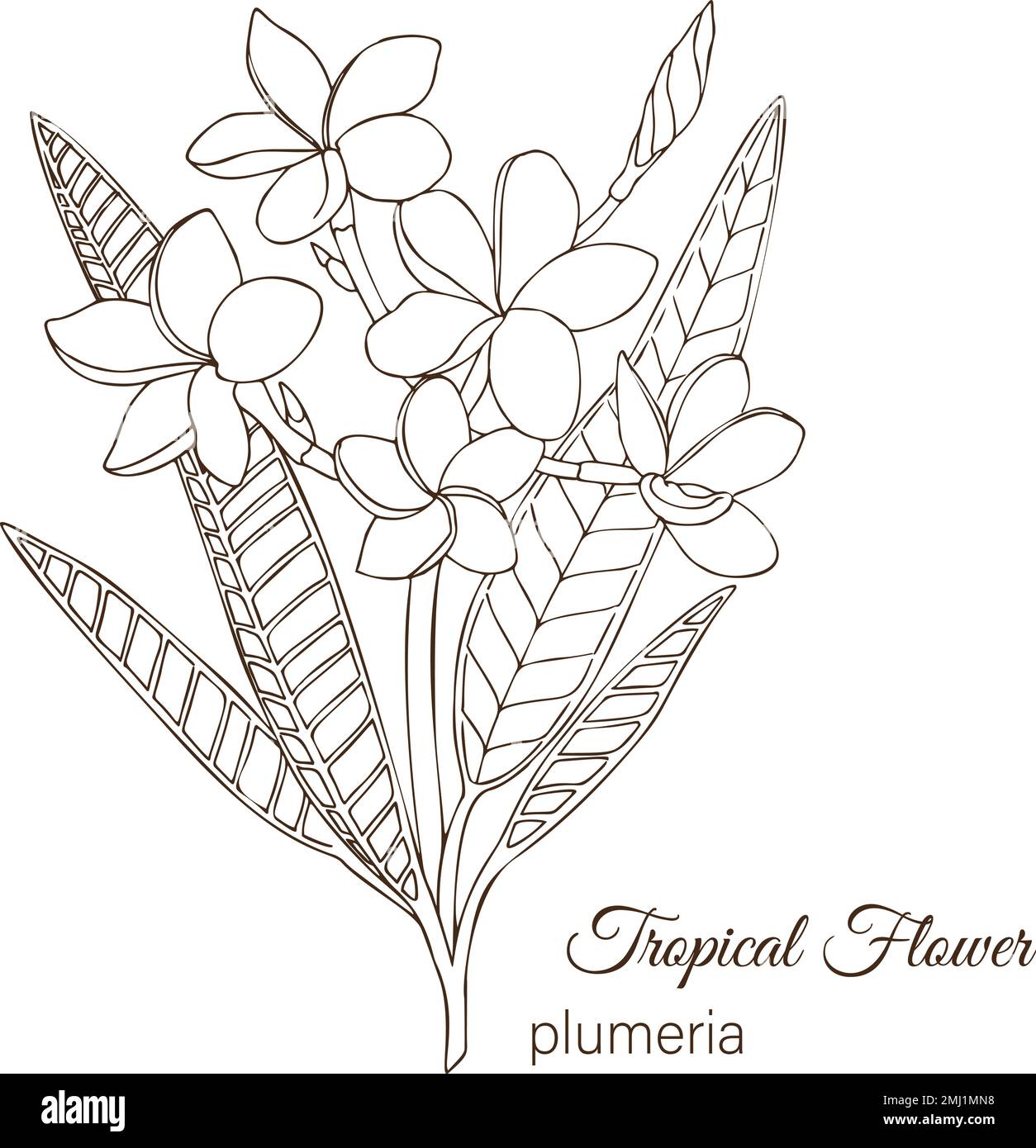 Vector illustration of tropical flower isolated on white background ...