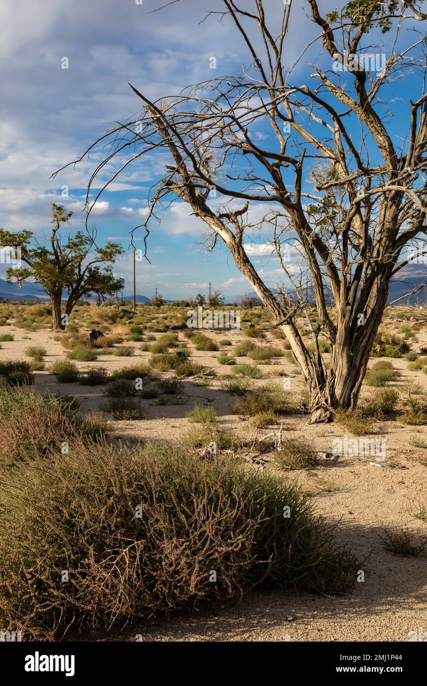Dry Tree Compound Desert camp evil hi-res stock photography and images - Alamy