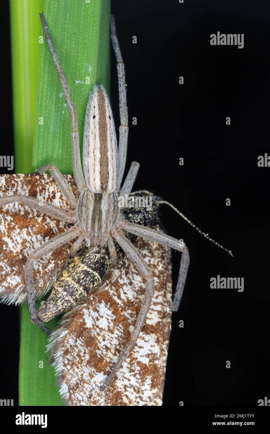 Insect, moth, prey caught by spider in web in garden Stock Photo Alamy