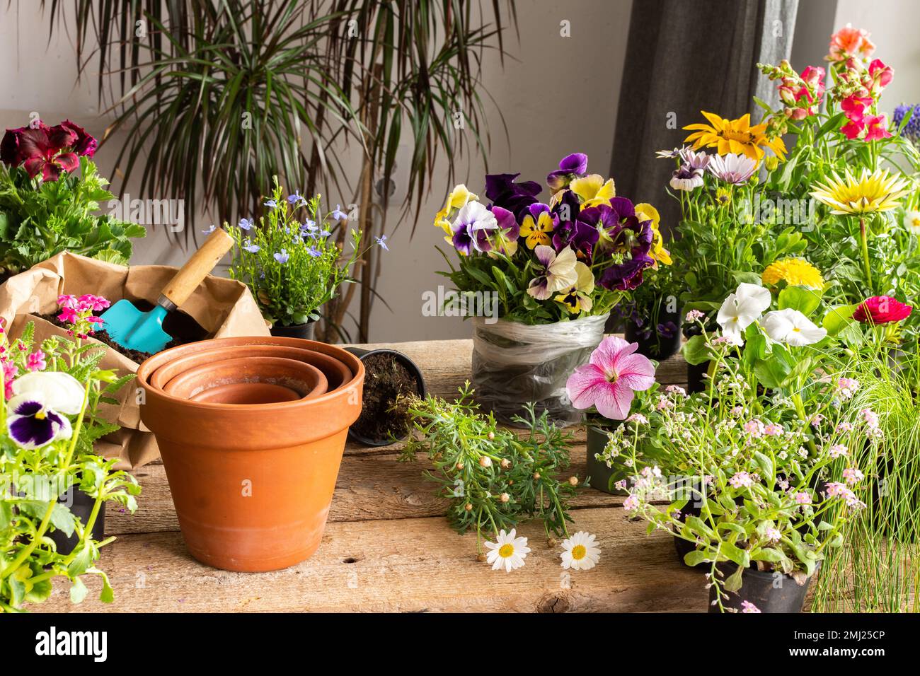 Spring decoration of a home balcony or terrace with flowers, transplanting  flowers from temporary pots to permanent ones, home gardening and hobbies  Stock Photo - Alamy