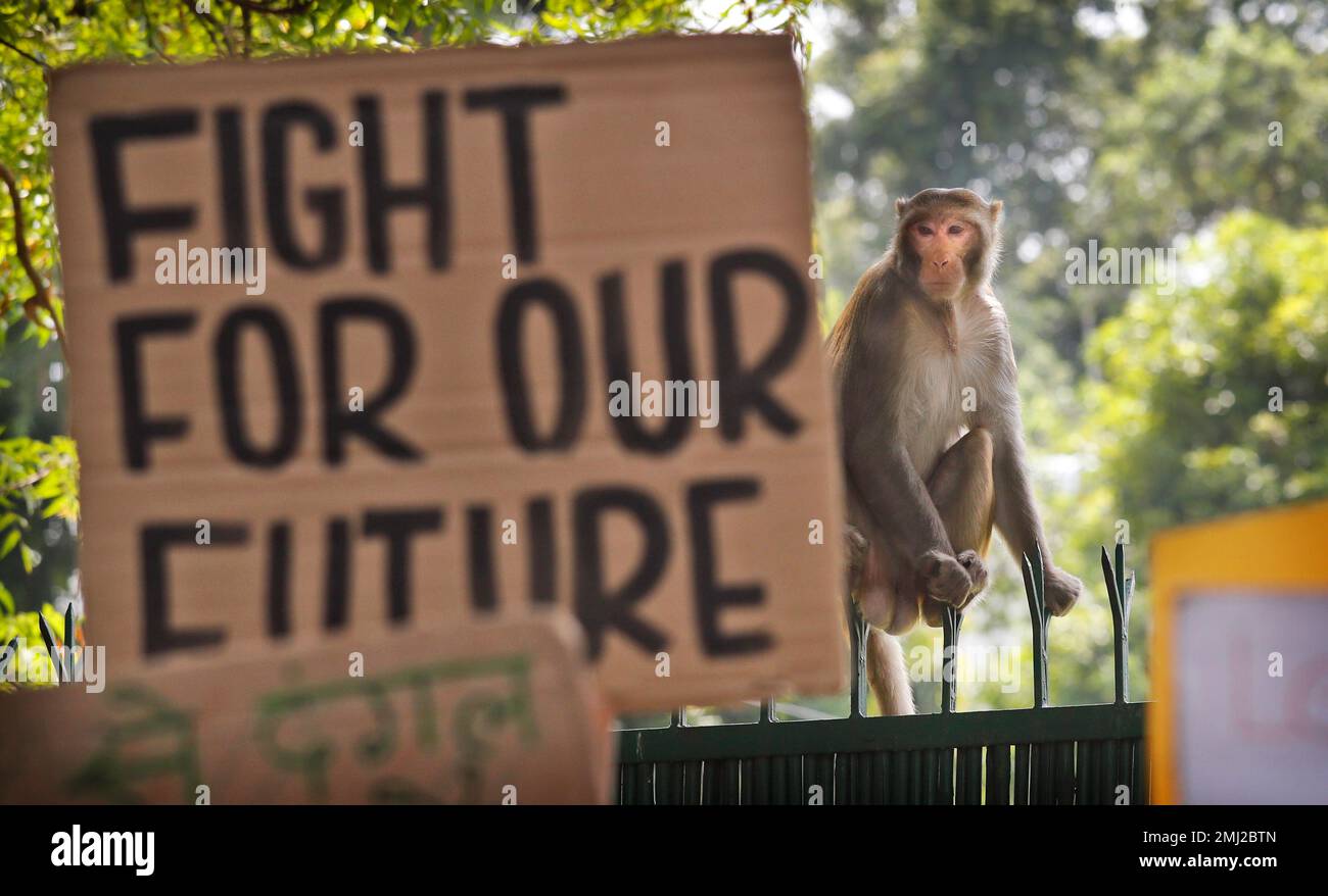 In this Friday, Sept. 20, 2019, file photo, a monkey watches protesters in  front of the Ministry of Housing and Urban Affairs in New Delhi, India. The  protestors gathered in response to