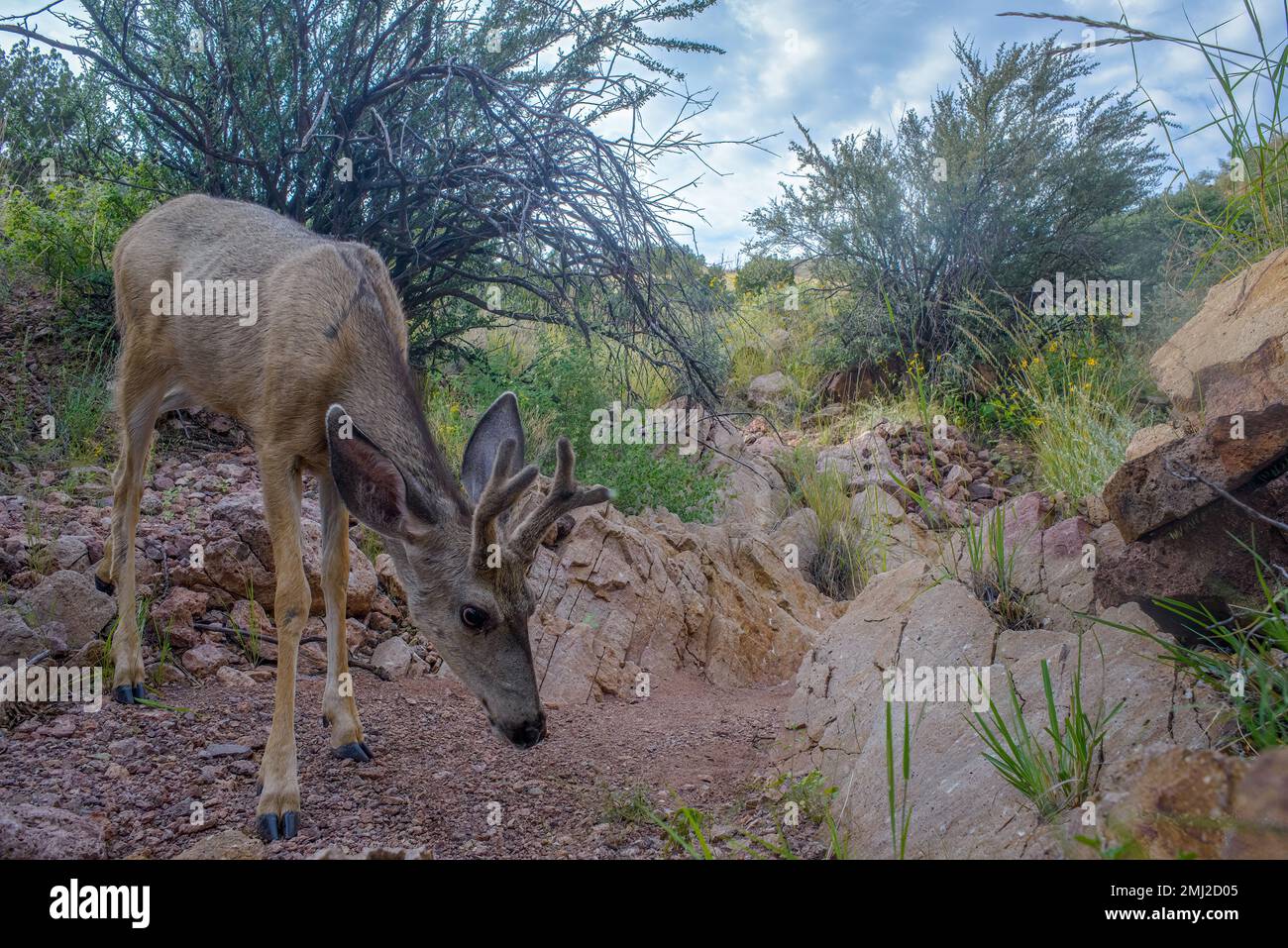 Rocky Mountain Mule Deer buck.  Chupadera Mountains, New Mexico, USA. Stock Photo