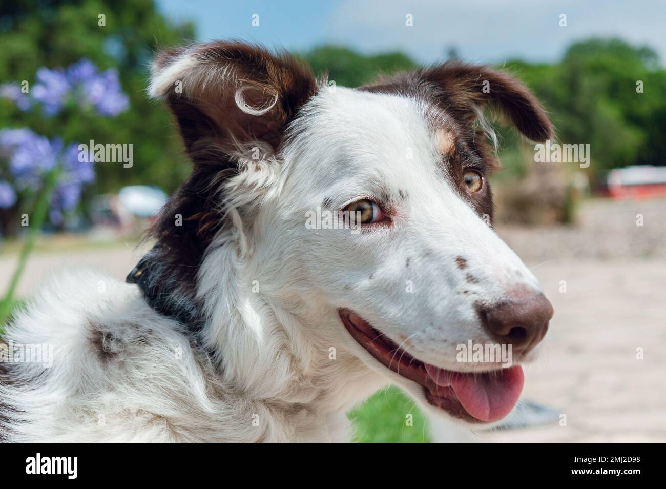 portrait of a beautiful white and brown fur border collie puppy and yellow eyes standing in the park looking back at the camera, pets concept. Stock Photo