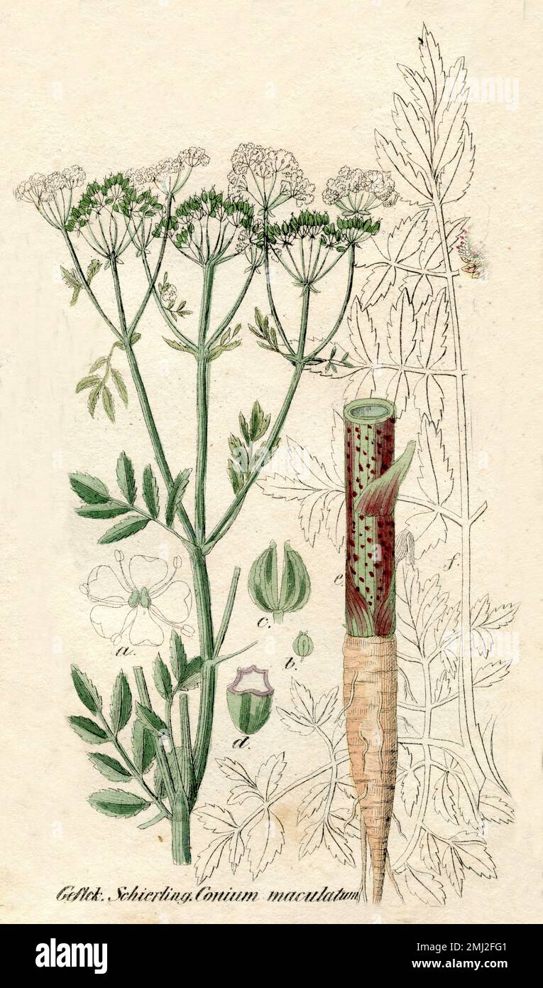 hemlock or poison hemlock Conium maculatum,  (botany book, 1850), Gefleckter Schierling Stock Photo