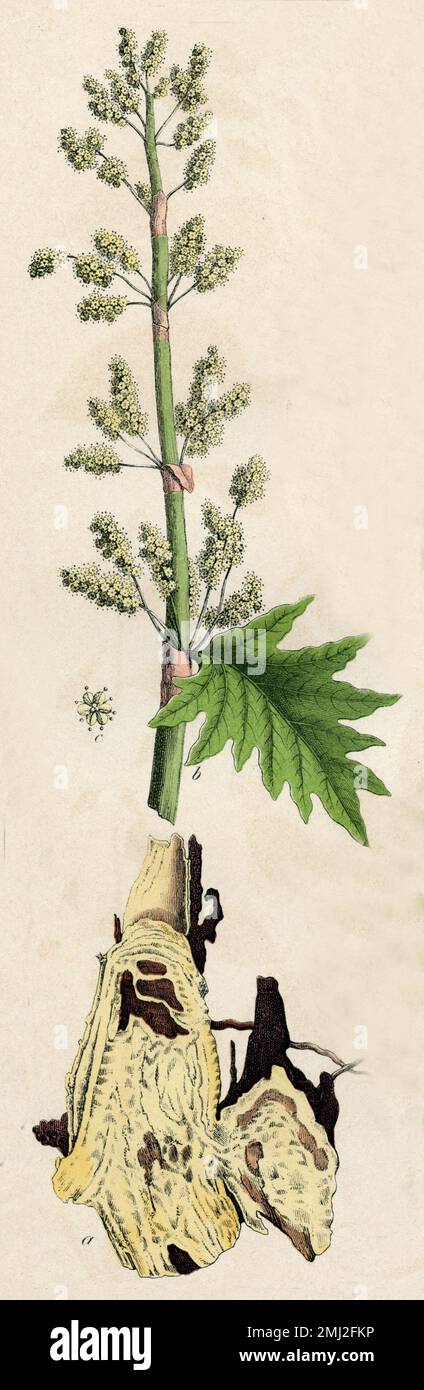 Chinese rhubarb Rheum palmatum,  (botany book, 1879), Zier-Rhabarber Stock Photo