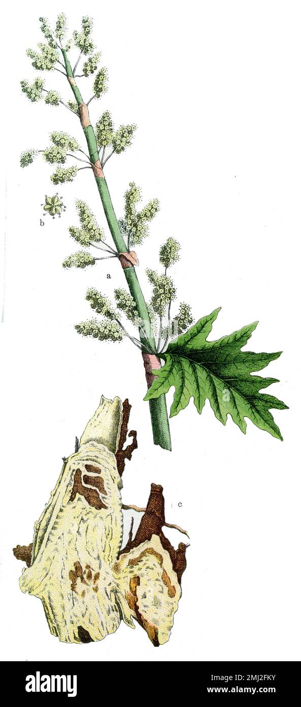 Chinese rhubarb Rheum palmatum,  (botany book, 1909), Zier-Rhabarber Stock Photo