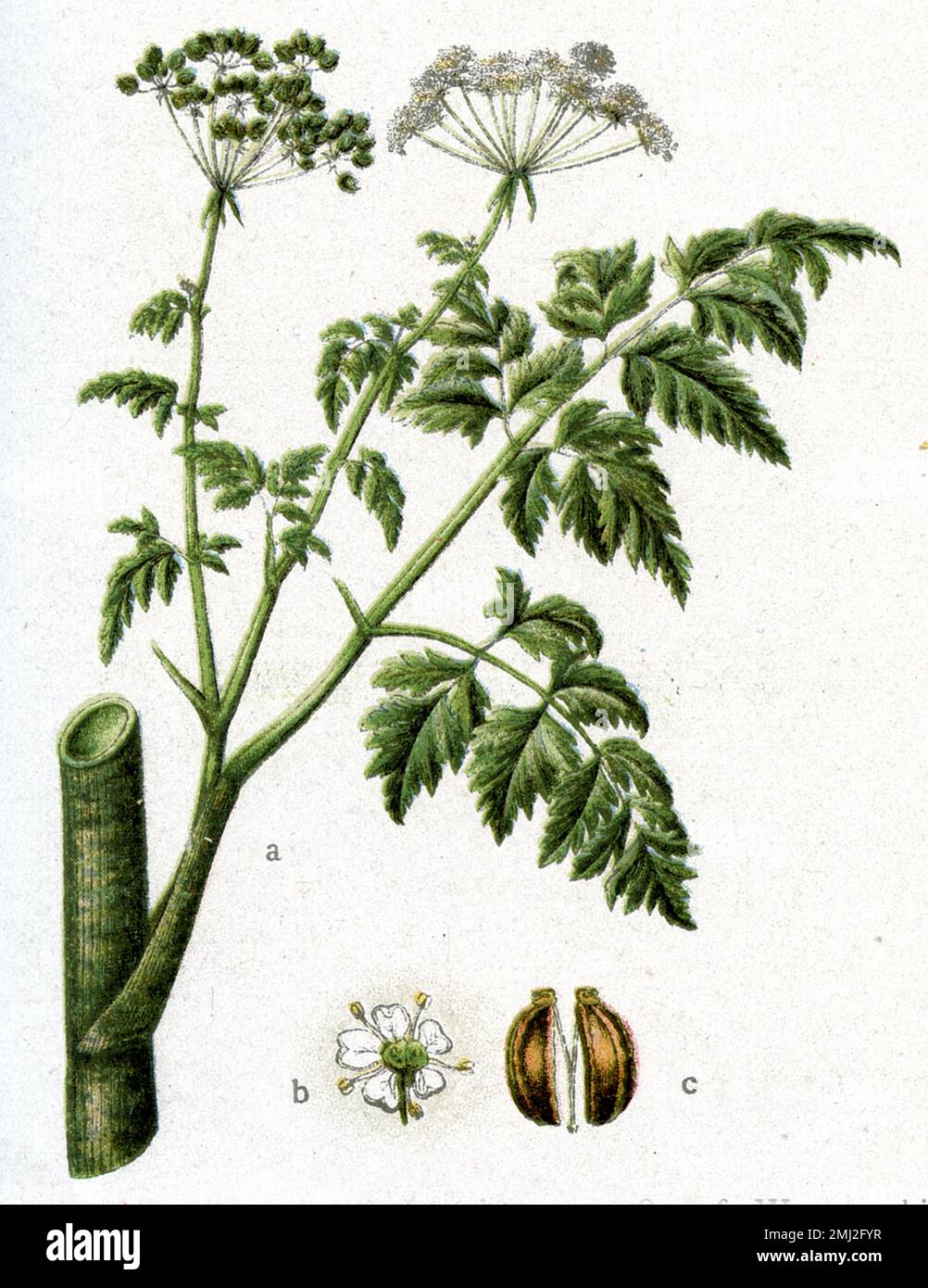 hemlock or poison hemlock Conium maculatum,  (Health book, 1920), Gefleckter Schierling Stock Photo