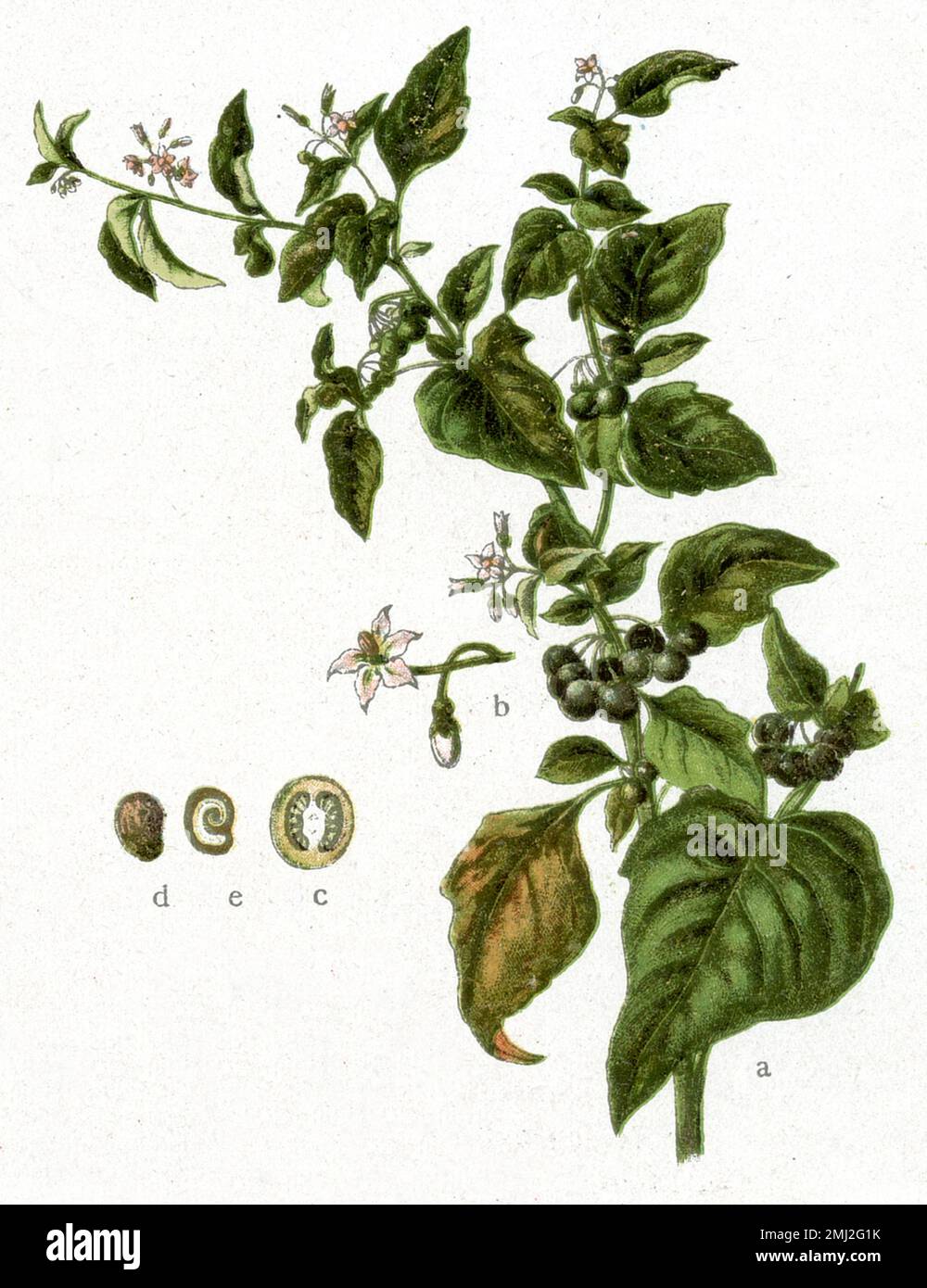 belladonna Atropa belladonna,  (Health book, 1920), Tollkirsche Stock Photo