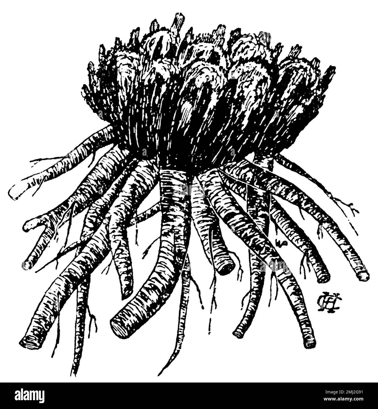 garden rhubarb, rootstock of an older specimen, Rheum rhabarbarum, anonym (garden book, 1915), Rhabarber, Wurzelstock eines älteren Exemplars, rhubarbe, rhizome d'un spécimen plus ancien Stock Photo