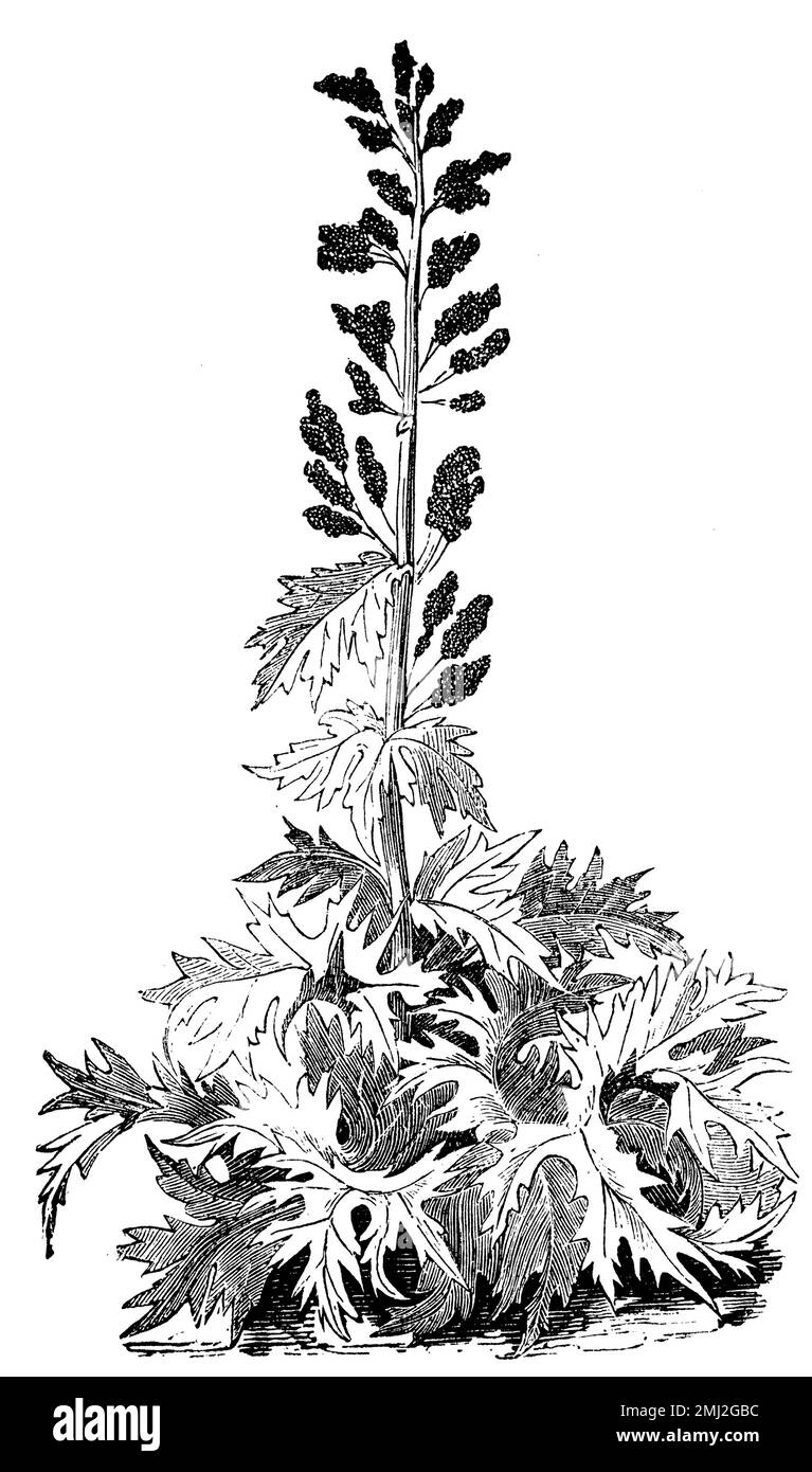 Chinese rhubarb, Rheum palmatum, anonym (biology book, 1881), Zier-Rhabarber, Indian rhubarb Stock Photo