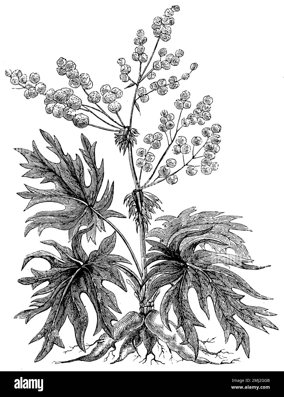 Chinese rhubarb, Rheum palmatum,  (encyclopedia, 1893), Zier-Rhabarber, Indian rhubarb Stock Photo