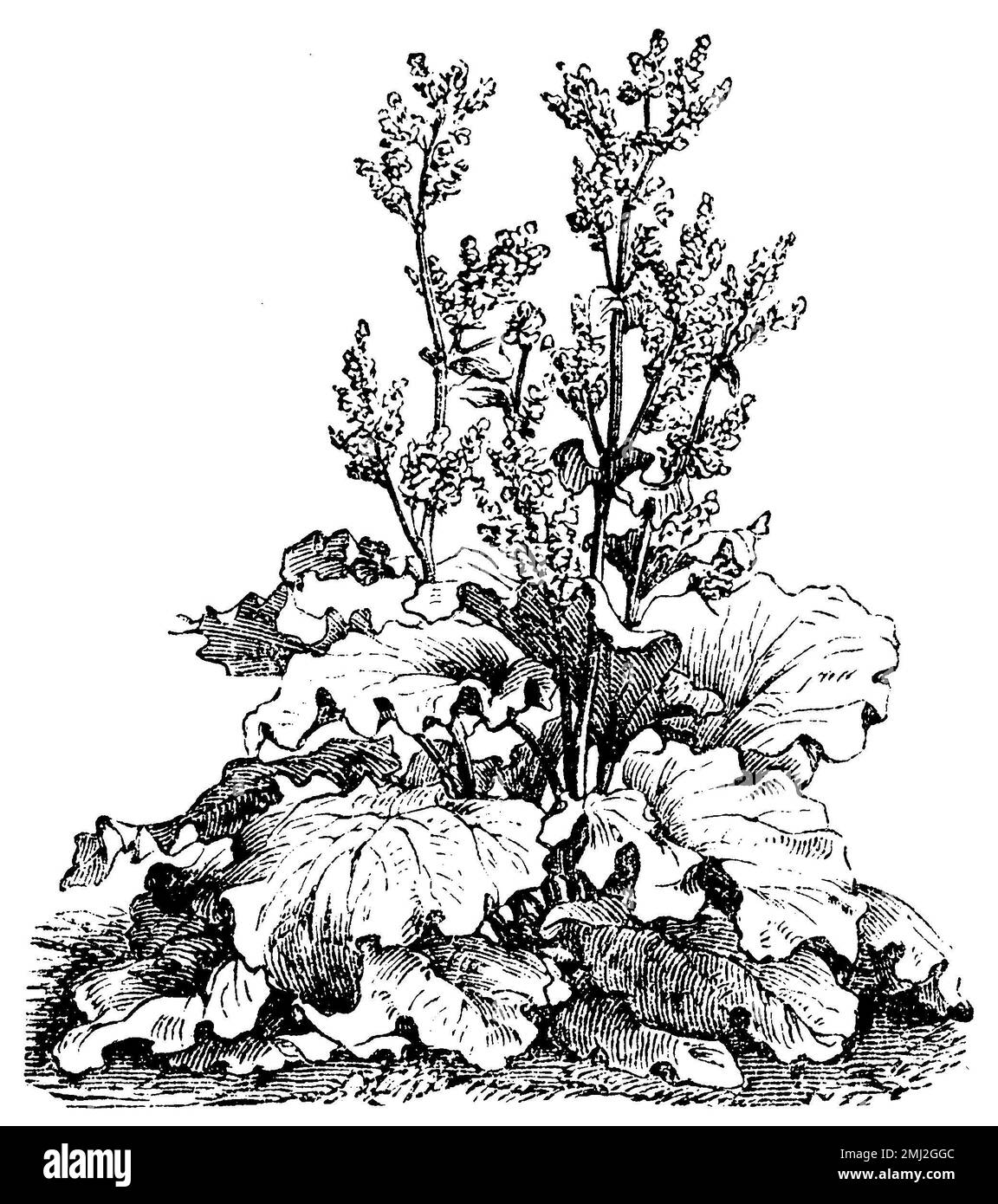 garden rhubarb, Rheum rhabarbarum,  (garden book, 1877), Rhabarber, rhubarbe Stock Photo