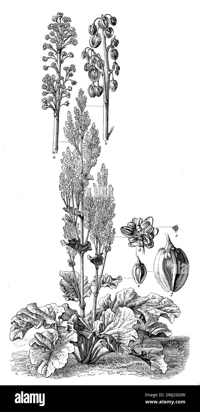 garden rhubarb, Rheum rhabarbarum,  (encyclopedia, 1898), Rhabarber, rhubarbe Stock Photo