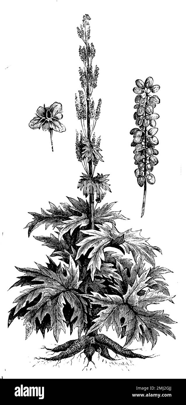 Chinese rhubarb, Rheum palmatum,  (encyclopedia, 1888), Zier-Rhabarber, Indian rhubarb Stock Photo