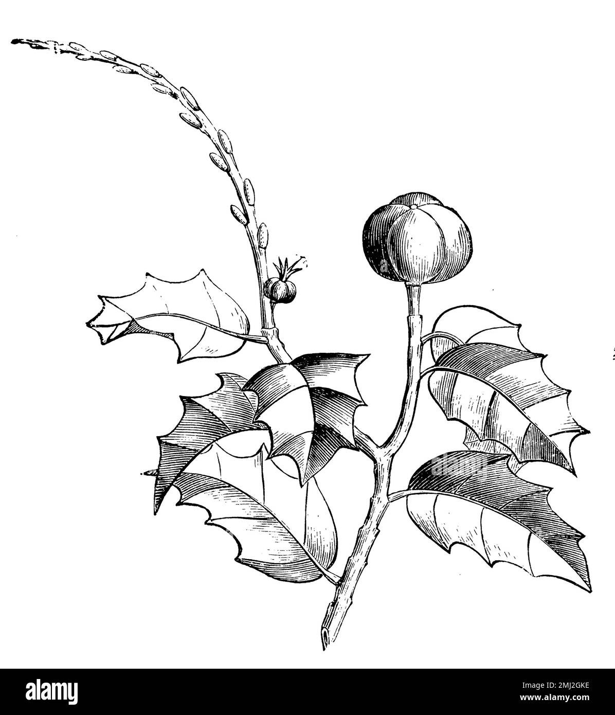 manchineel, Hippomane mancinella,  (encyclopedia, 1890), Manchinelbaum, mancenillier Stock Photo