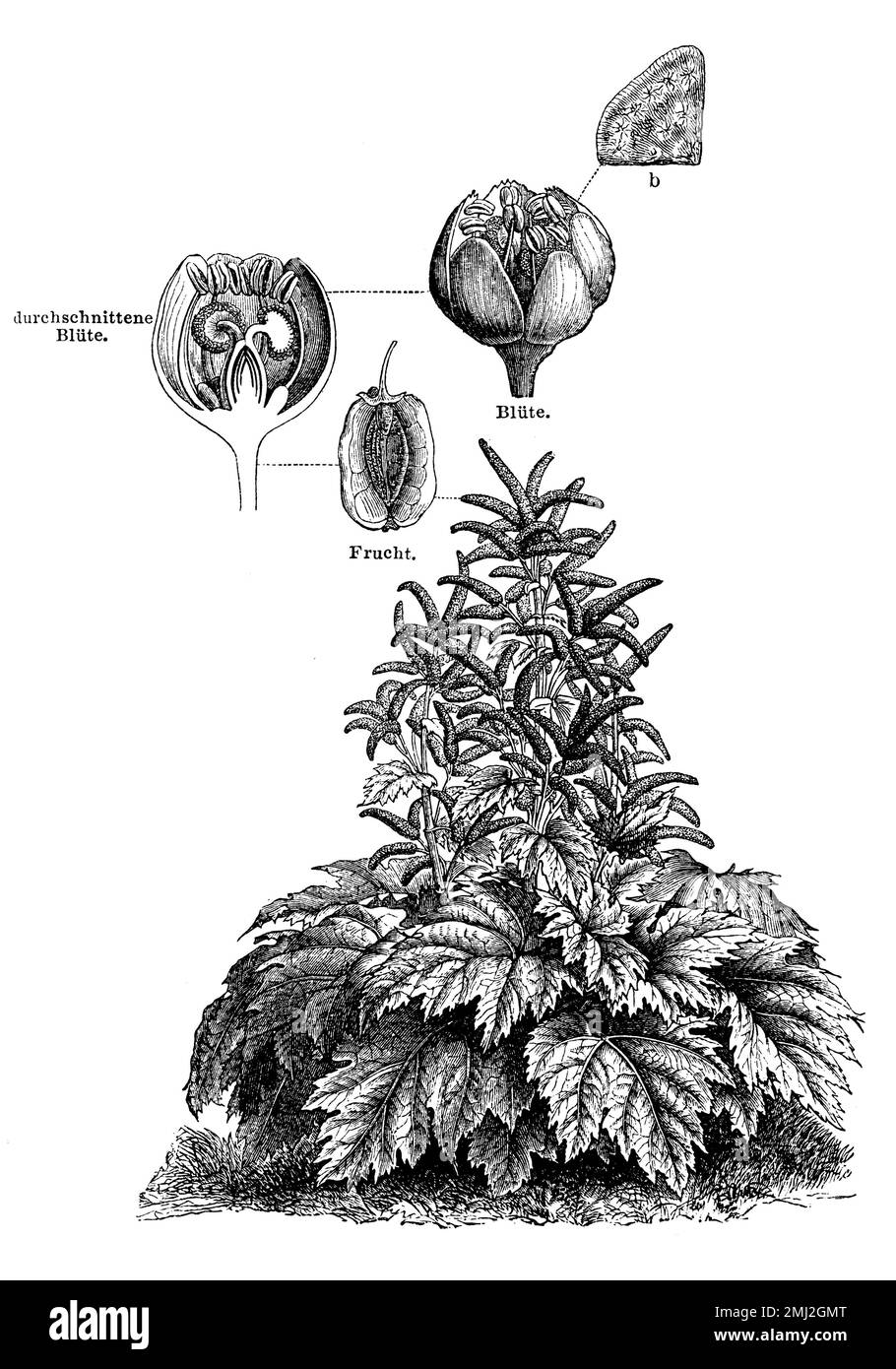 Chinese rhubarb, Rheum palmatum,  (encyclopedia, 1885), Zier-Rhabarber, Indian rhubarb Stock Photo
