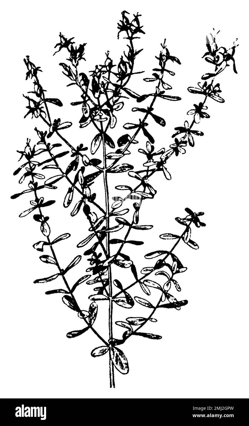 Saint John's wort, Hypericum perforatum,  (botany book, 1910), Echtes Johanniskraut, millepertuis perforé Stock Photo