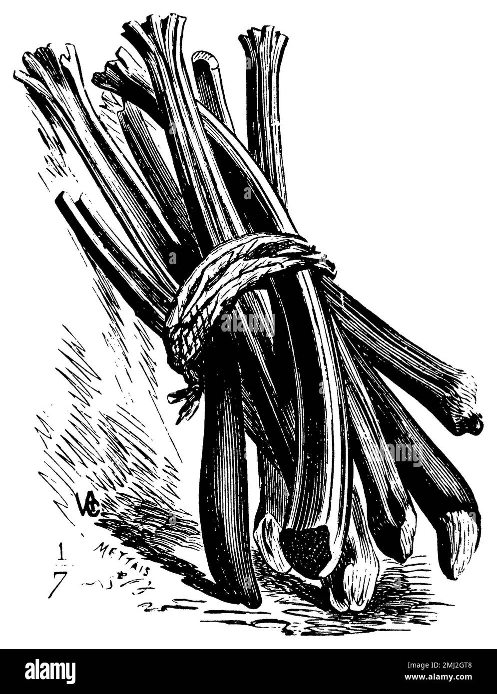 garden rhubarb, bundle of stems, Rheum rhabarbarum,  (printing pattern book, 1911), Rhabarber, Bündel von Stielen, rhubarbe, paquet de tiges Stock Photo