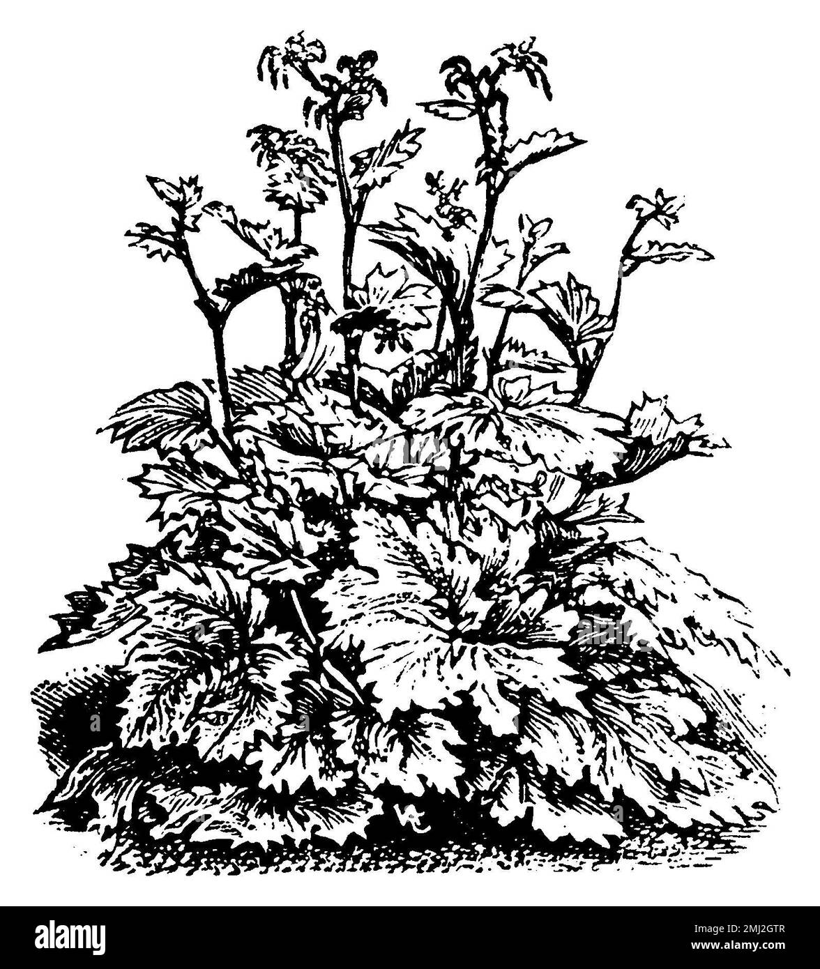 Chinese rhubarb, Rheum palmatum,  (printing pattern book, 1911), Zier-Rhabarber, Indian rhubarb Stock Photo