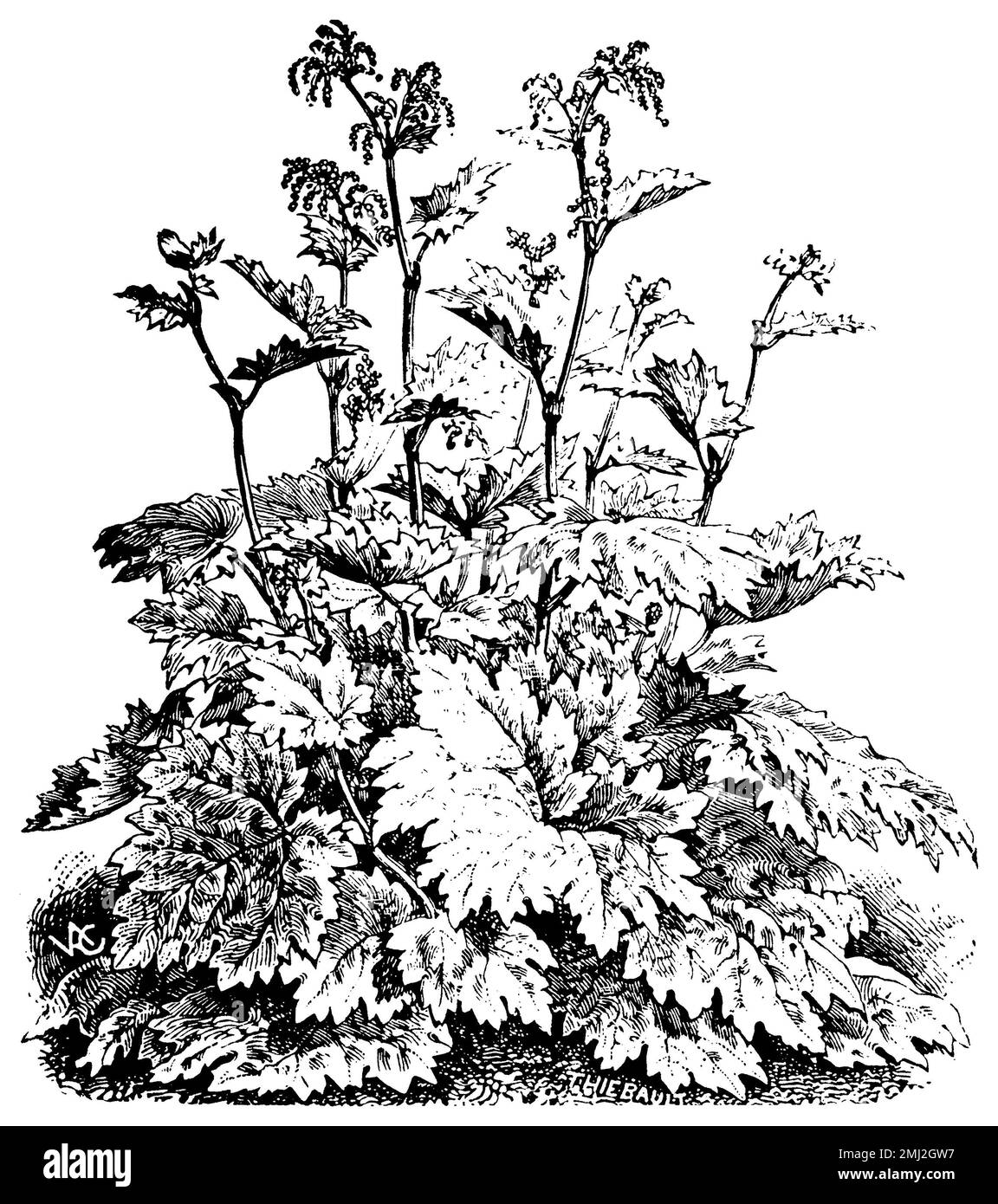 Chinese rhubarb, Rheum palmatum,  (printing pattern book, 1911), Zier-Rhabarber, Indian rhubarb Stock Photo
