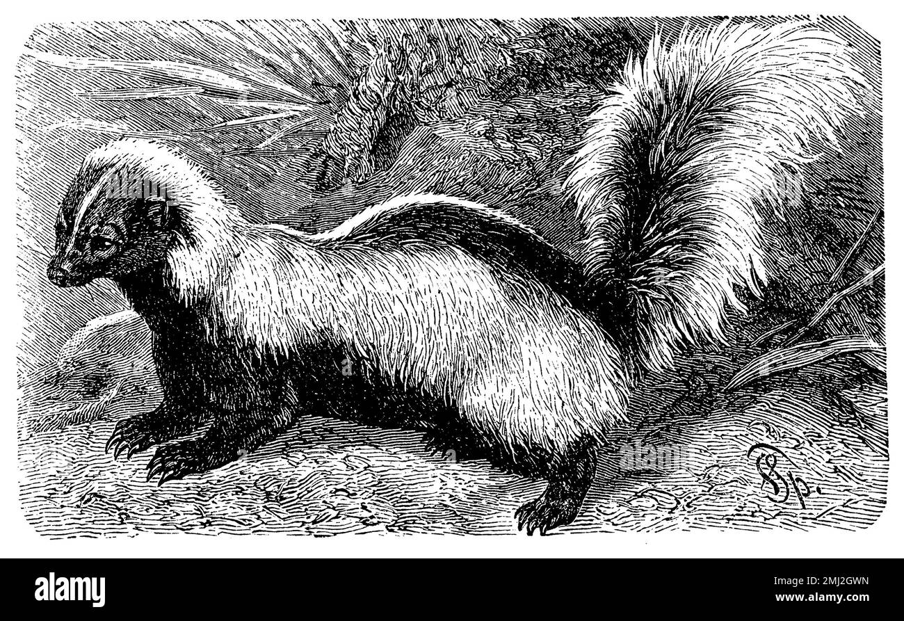 striped skunk, Mephitis mephitis, Friedrich Specht (, ), Streifenskunk