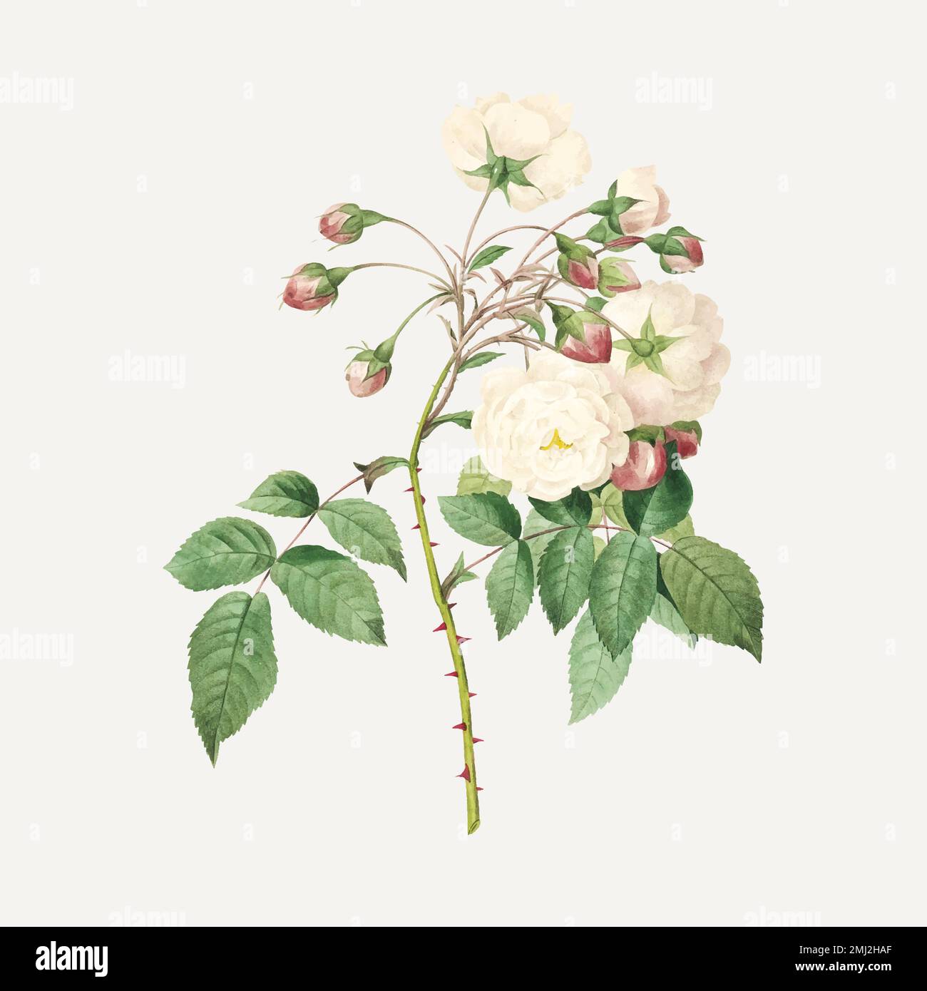 Rose adelaide flower vector, remixed from artworks by Pierre-Joseph Redouté Stock Vector