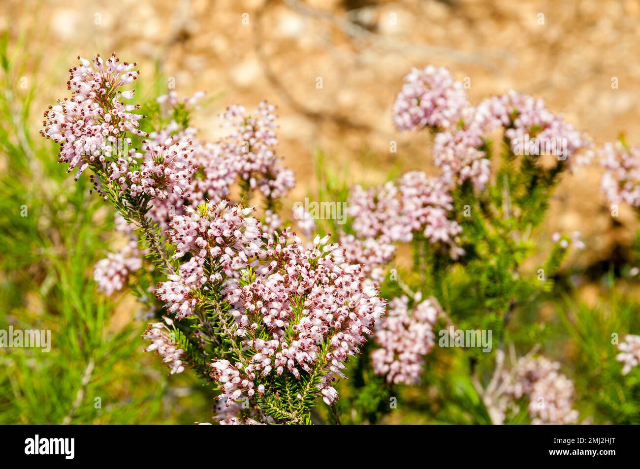 Mediterranean Heather, Erica multiflora, in its natural habitat. Tarragona, Catalonia, Spain Stock Photo