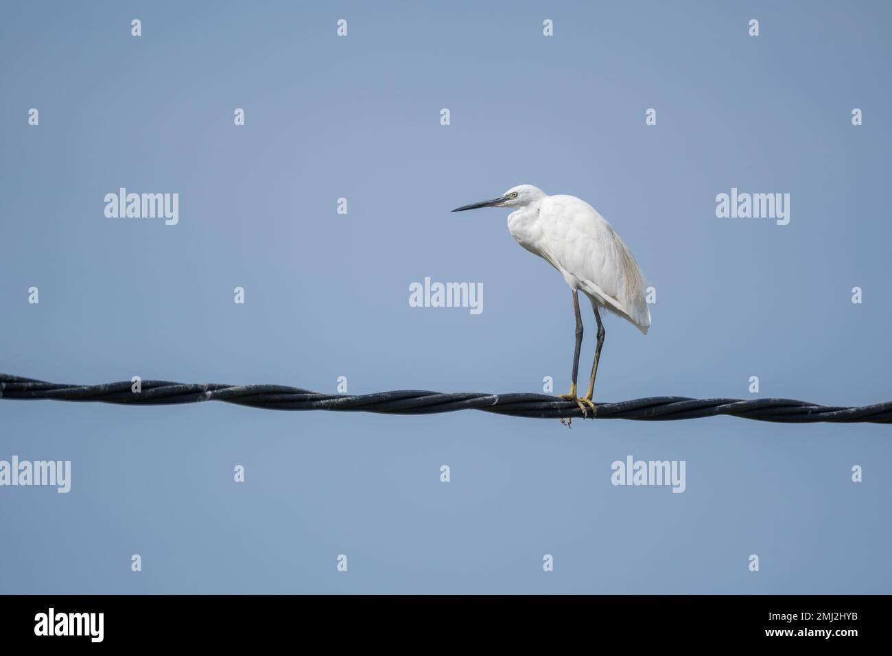little egret, Egretta garzetta, perched on a electric wire. Ebro delta, Catalonia, Spain Stock Photo