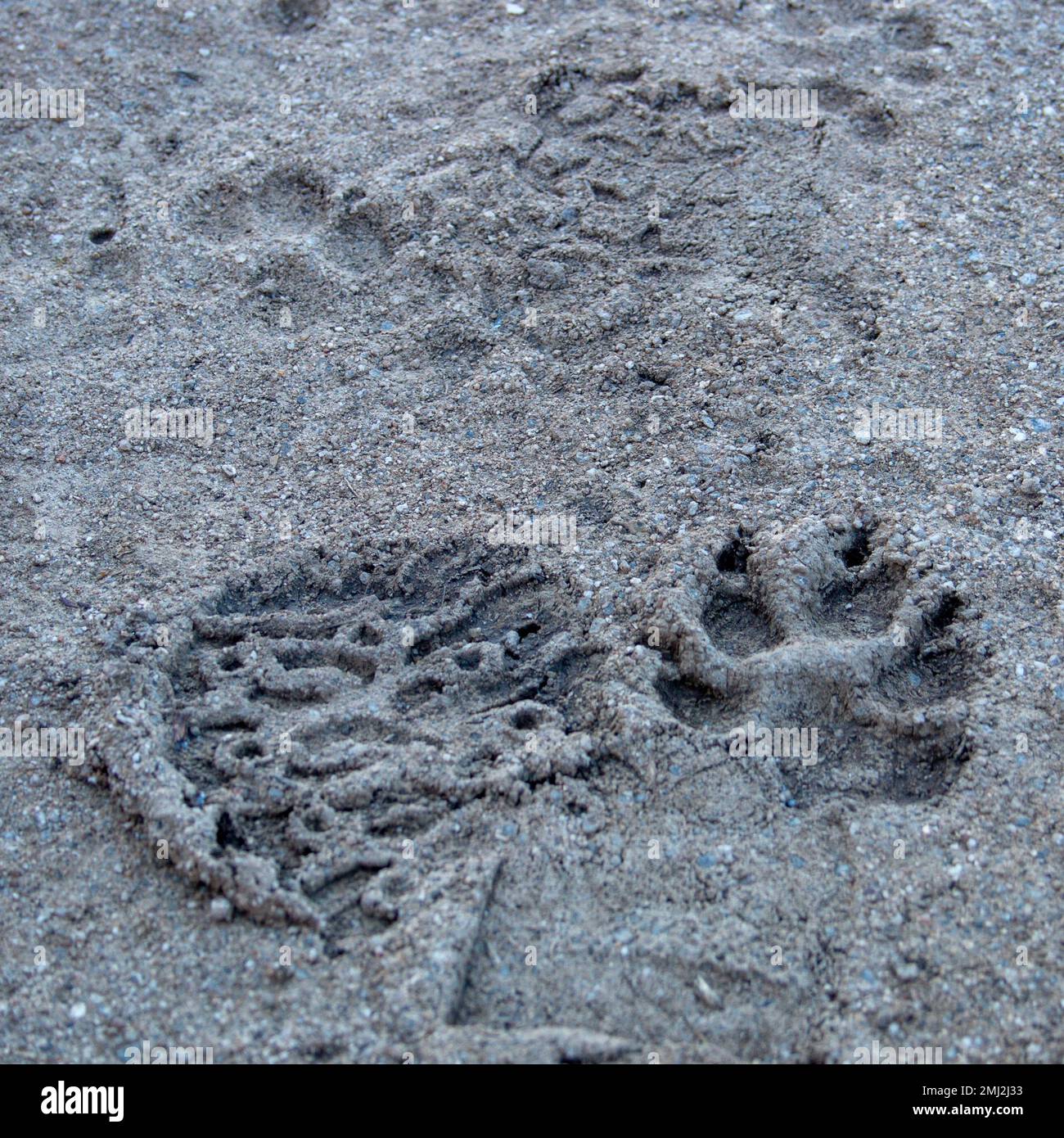 Dog footprints in the fresh mud along with those of its owner's sole
