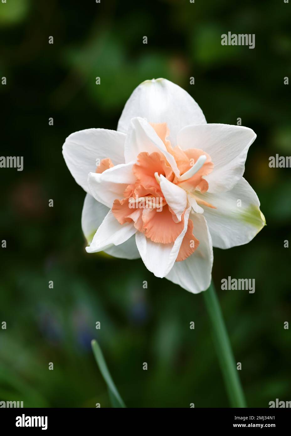 Amazing narcissus 'Replete' a double hybrid daffodil in white and apricot with beautiful bokeh background. Natural backdrop for Easter holiday Stock Photo