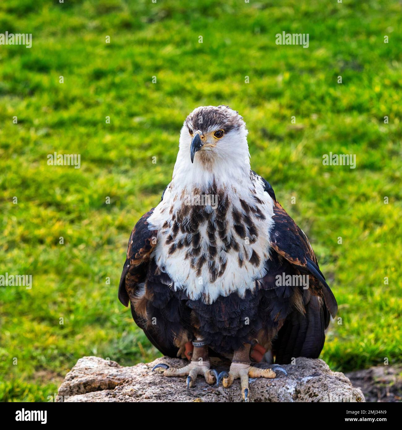 African fish eagle (Haliaeetus vocifer), juvenile, captive, Bird Park, Adlerwarte Berlebeck, Detmold, North Rhine-Westphalia, Germany Stock Photo