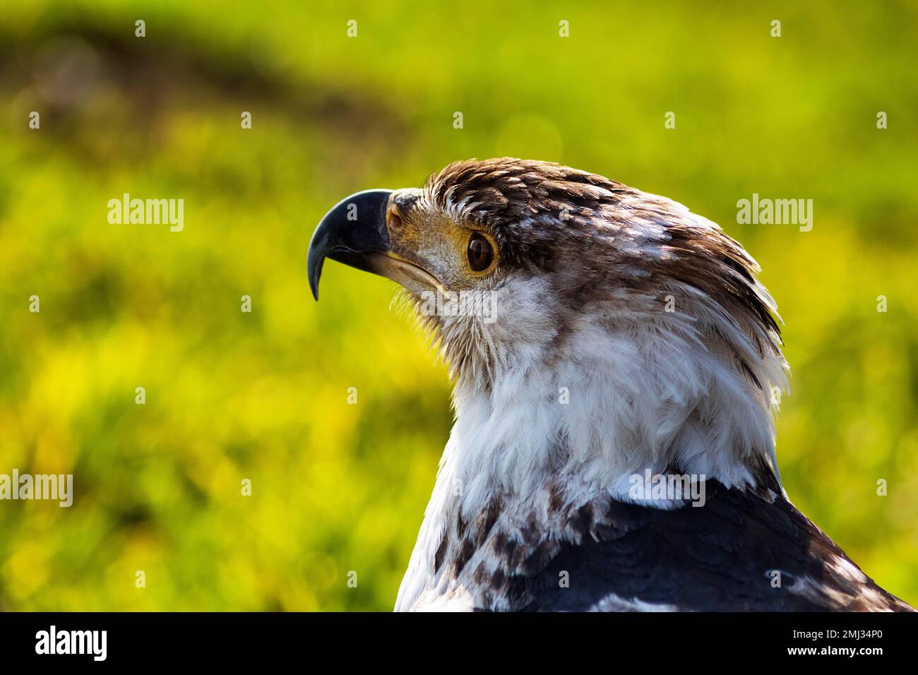 African Fish Eagle (Haliaeetus vocifer), juvenile, portrait, captive, Bird Park, Adlerwarte Berlebeck, Detmold, North Rhine-Westphalia, Germany Stock Photo