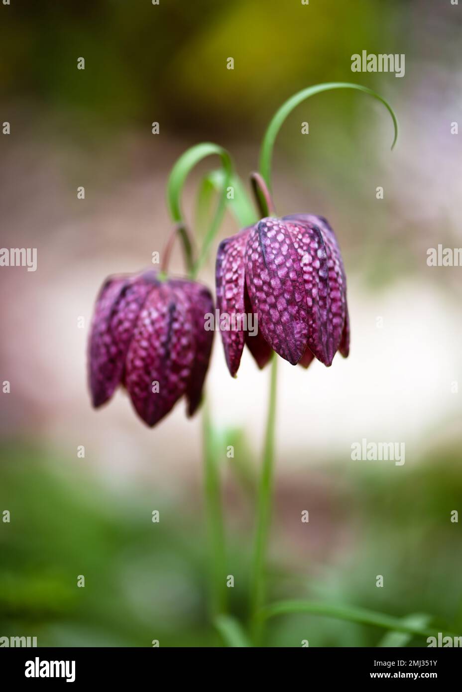 Beautiful purple snake's head fritillary wildflowers in an early spring garden with blurred background. (Fritillaria meleagris) Stock Photo