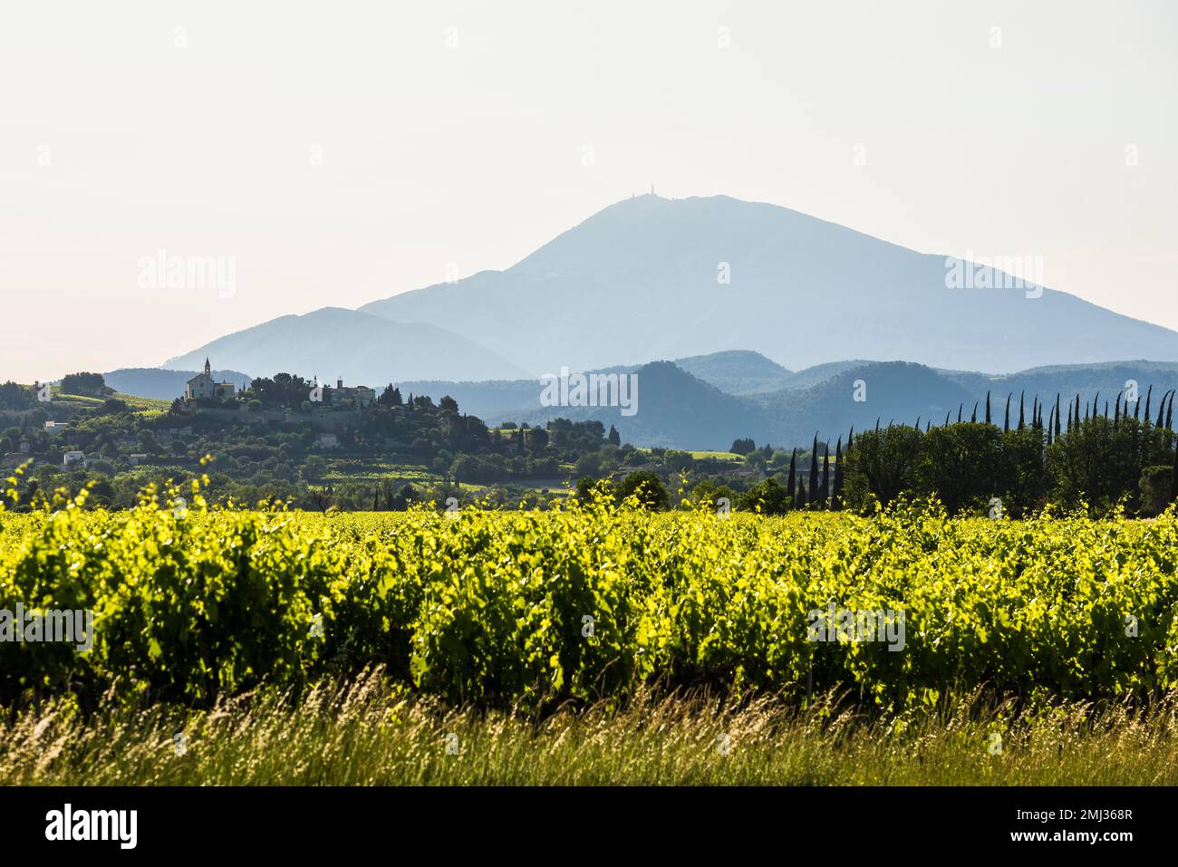 Mont Ventoux and cypress avenue, near Carpentras, Departement Vaucluse, Provence, Provence-Alpes-Cote dAzur, France Stock Photo