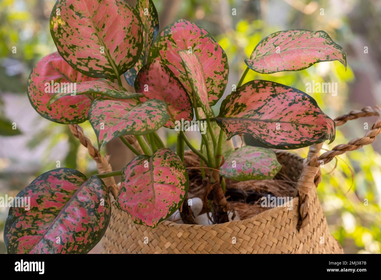 Tropical houseplants. Aglaonema Pink Lady Valentine “Aglaonema siam
