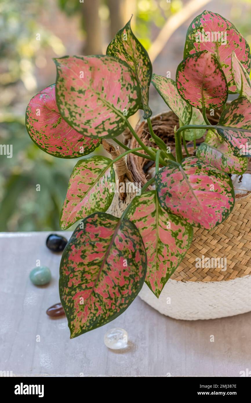 Tropical houseplants. Aglaonema Pink Lady Valentine “Aglaonema siam
