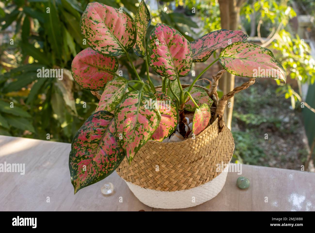 Tropical houseplants. Aglaonema Pink Lady Valentine “Aglaonema siam