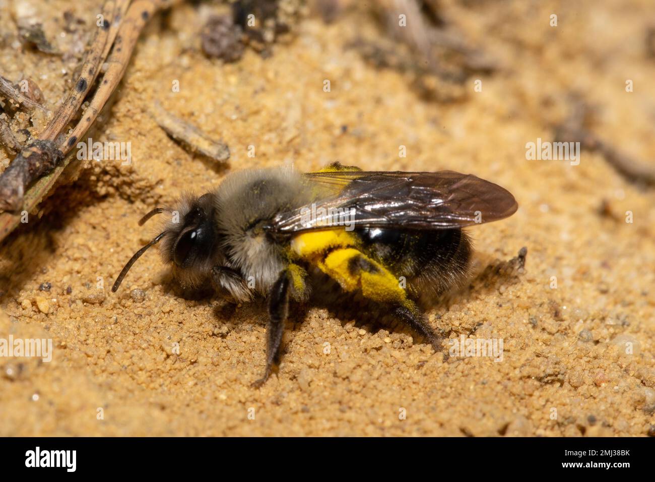 Willow sand bee with yellow pollen sitting on sand in front of brood hole left looking Stock Photo