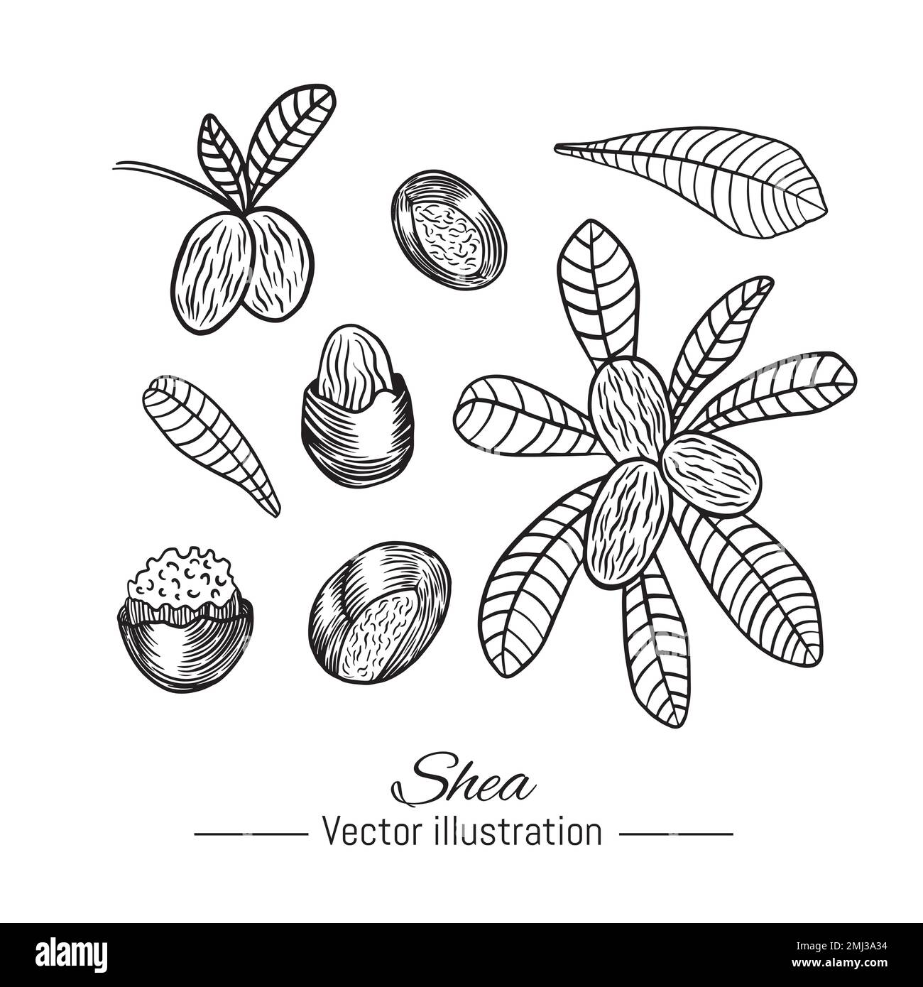 Shea butter tree Black and White Stock Photos & Images Alamy
