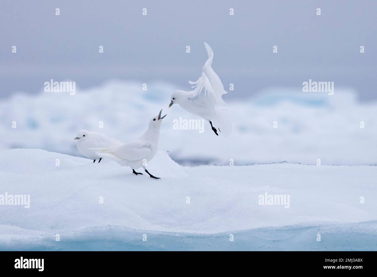 Three ivory gulls (Pagophila eburnea / Larus eburneus) on ice floe along the coast of Svalbard / Spitsbergen, Norway Stock Photo