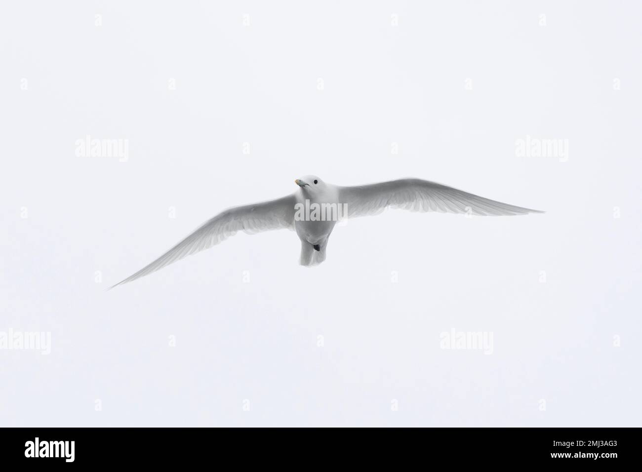 Ivory gull (Pagophila eburnea / Larus eburneus) in flight along the coast of Svalbard / Spitsbergen, Norway Stock Photo