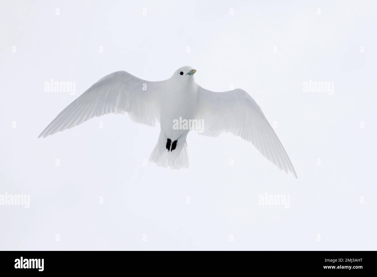 Ivory gull (Pagophila eburnea / Larus eburneus) in flight along the coast of Svalbard / Spitsbergen, Norway Stock Photo