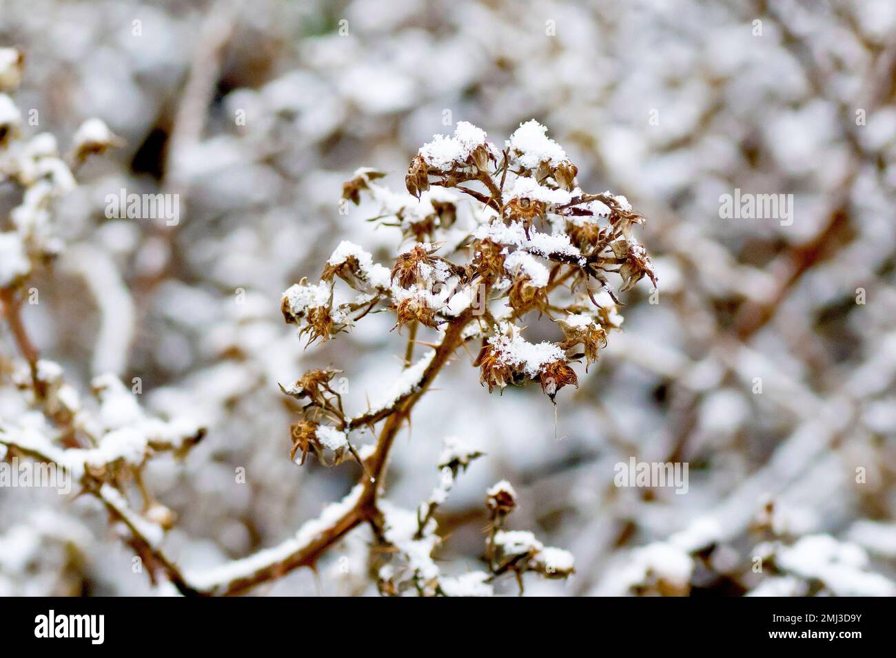 Blackberry or Bramble (rubus fruticosus), close up showing a dead