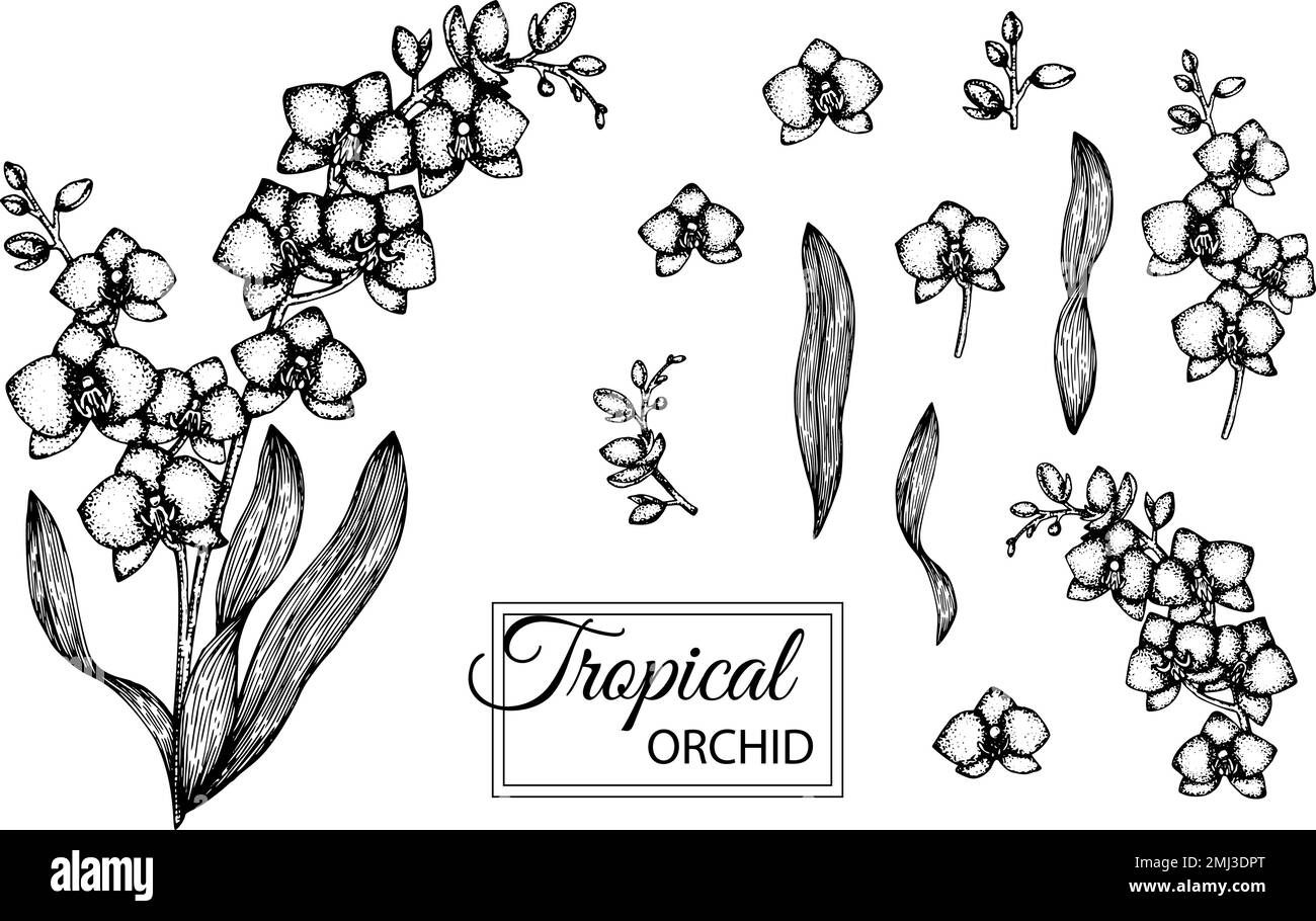 Vector illustration of tropical flower isolated on white background ...