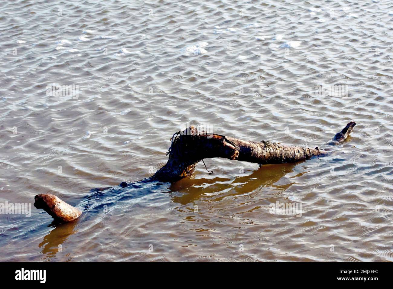 Close up of a small log or branch, a piece of driftwood, sitting in a large pool of water left behind by the ebbing tide. Stock Photo