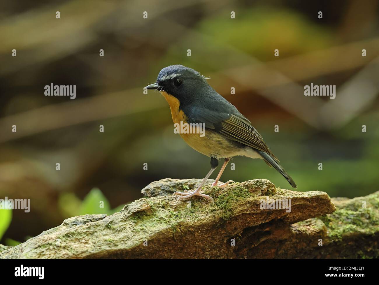 Snowy-browed Flycatcher (Ficedula hyperythra annamensis) adult male perched on mossy log  Da Lat, Vietnam.     December Stock Photo