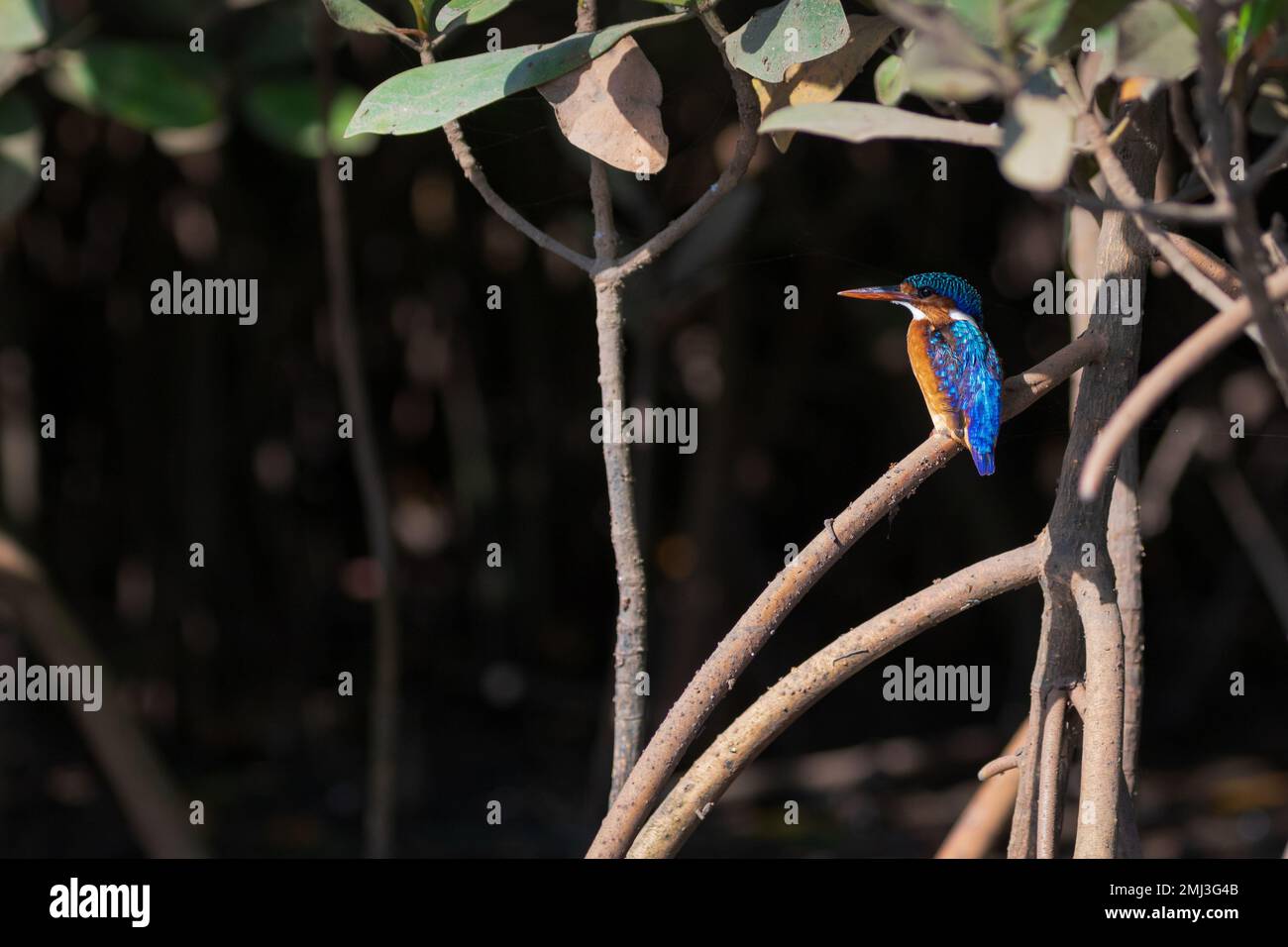 Malachite kingfisher (Corythornis cristatus), perched on branch, Gambia, Africa Stock Photo