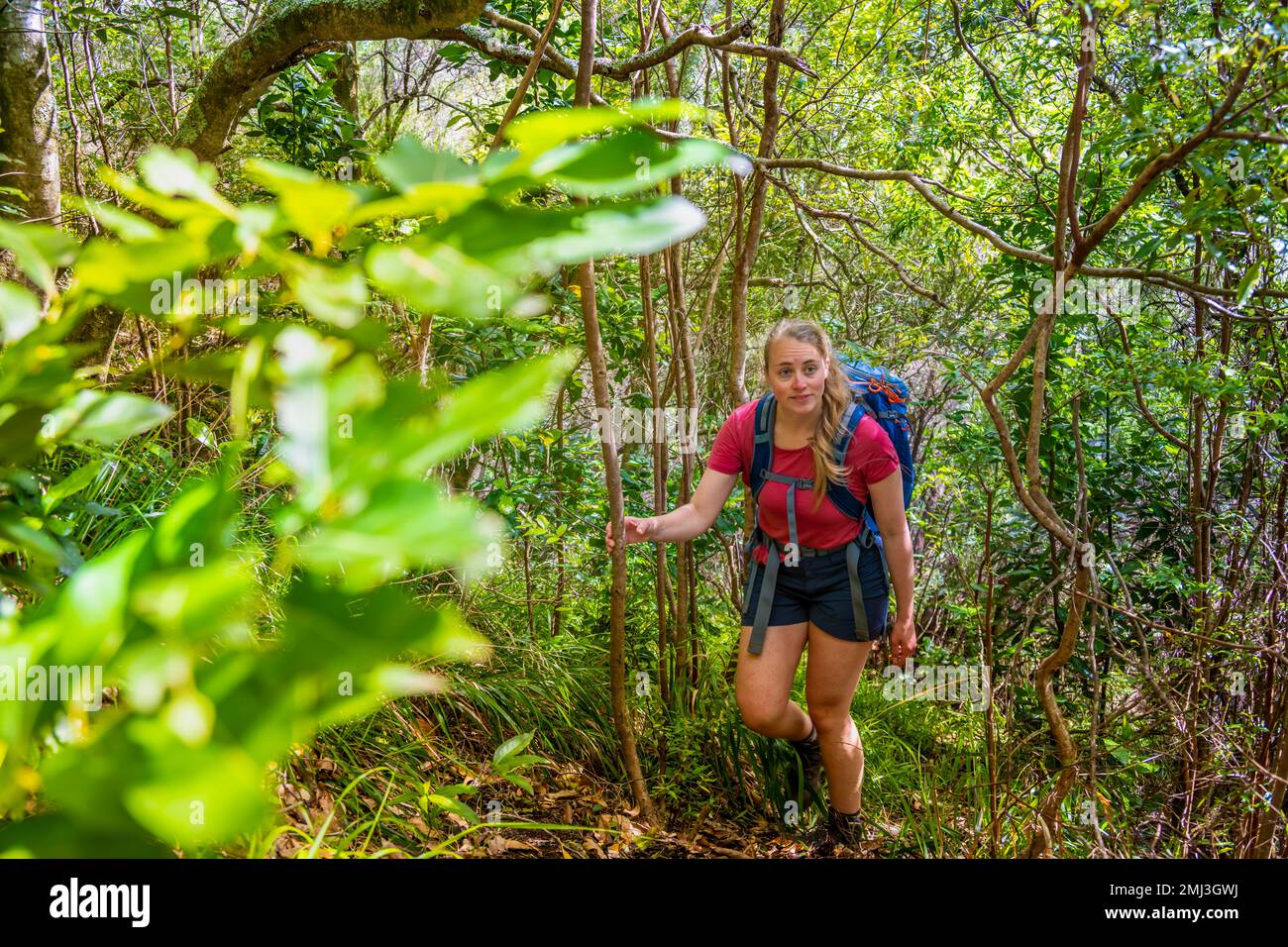 Adventure, Hiker in the dense forest Boaventura, Madeira, Portugal Stock Photo