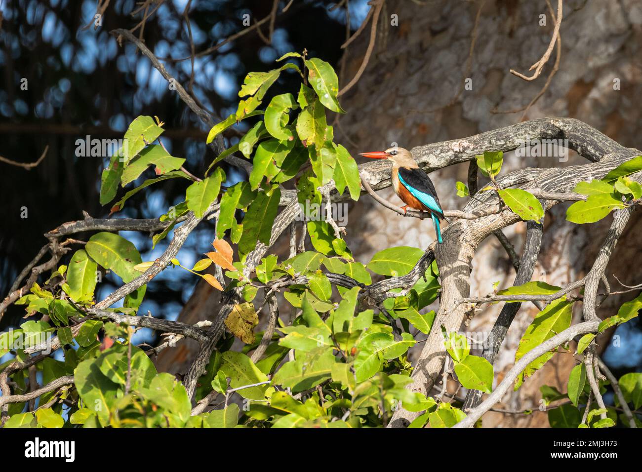 Grey-headed kingfisher (Halcyon leucocephala), perched on branch, Gambia, Africa Stock Photo