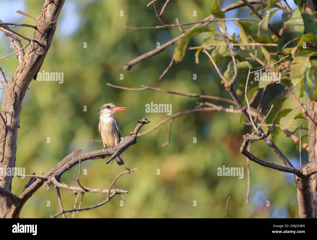 Striped kingfisher (Halcyon chelicuti), perched on branch, Gambia, Africa Stock Photo